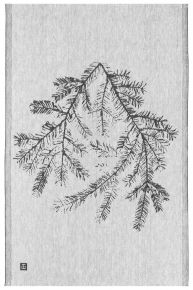Lapuan Kankurit Teemu Järvi Havu (pine tree wood) tea towel 46x70 cm white, black